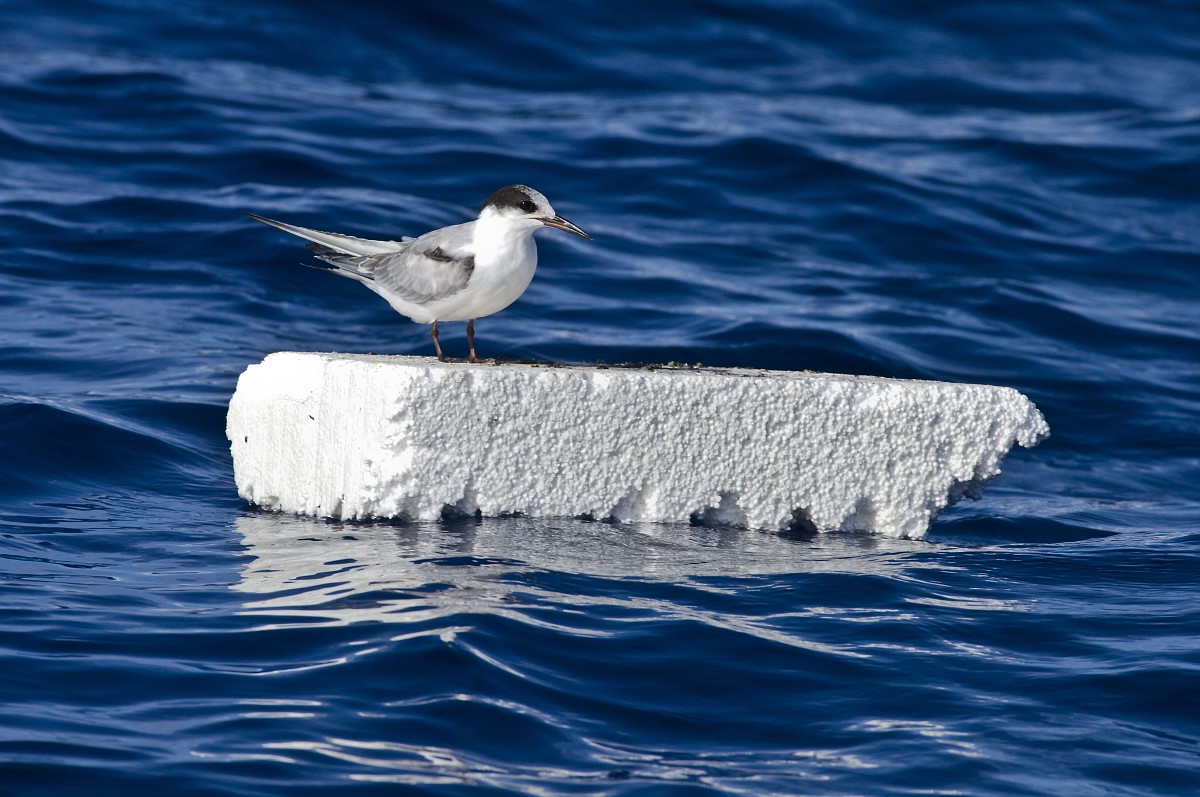 Sterna dougalli, Roseate Tern